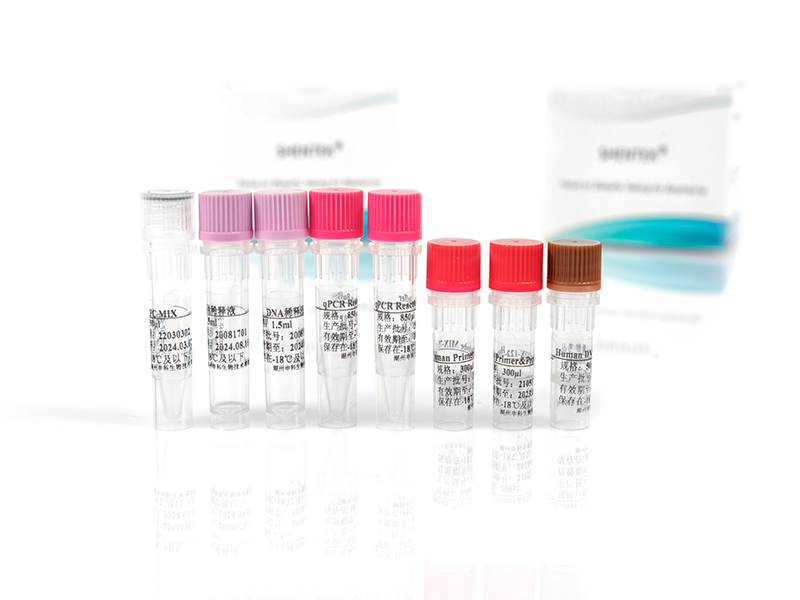 Human残留DNA片段分析检测试剂盒（PCR-荧光探针法）