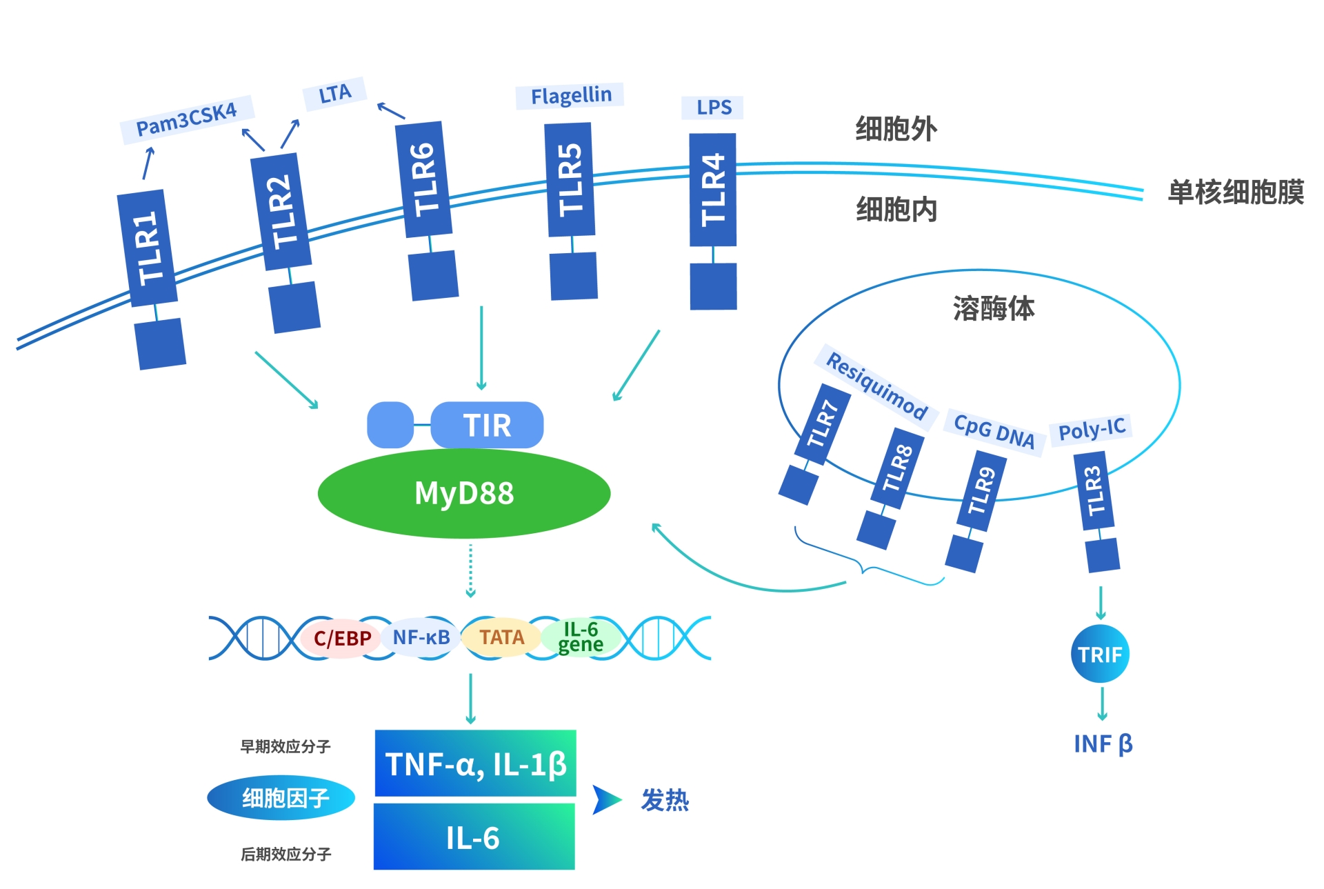 单核细胞反应原理20250429_画板 1 副本 2(6).jpg